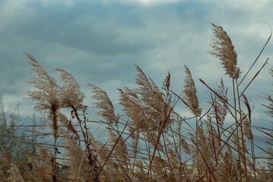 Beautiful dry reeds under cloudy sky outdoors