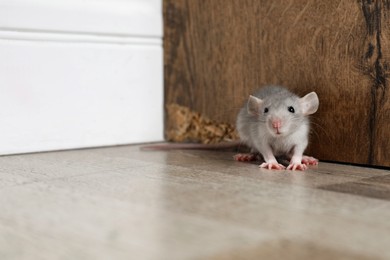 Photo of Grey rat near wooden wall on floor. Pest control