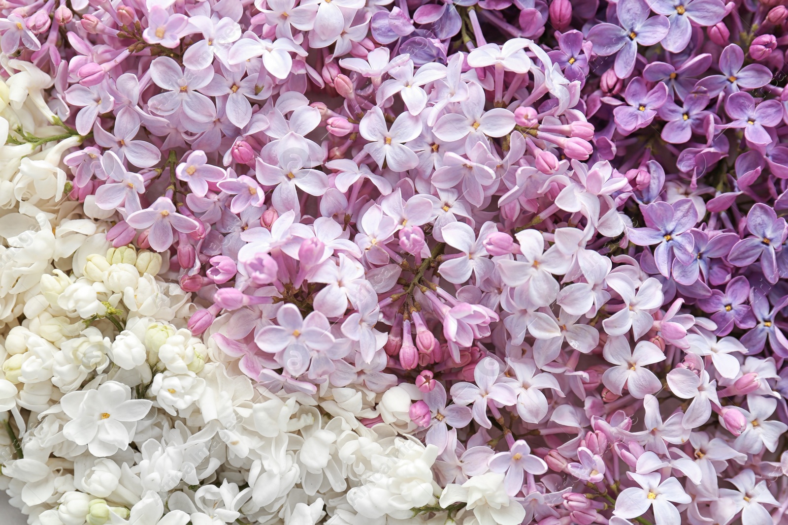 Photo of Beautiful blossoming lilac as background, closeup. Spring flowers