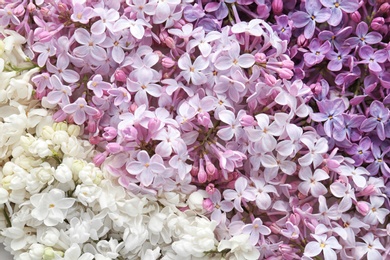 Photo of Beautiful blossoming lilac as background, closeup. Spring flowers