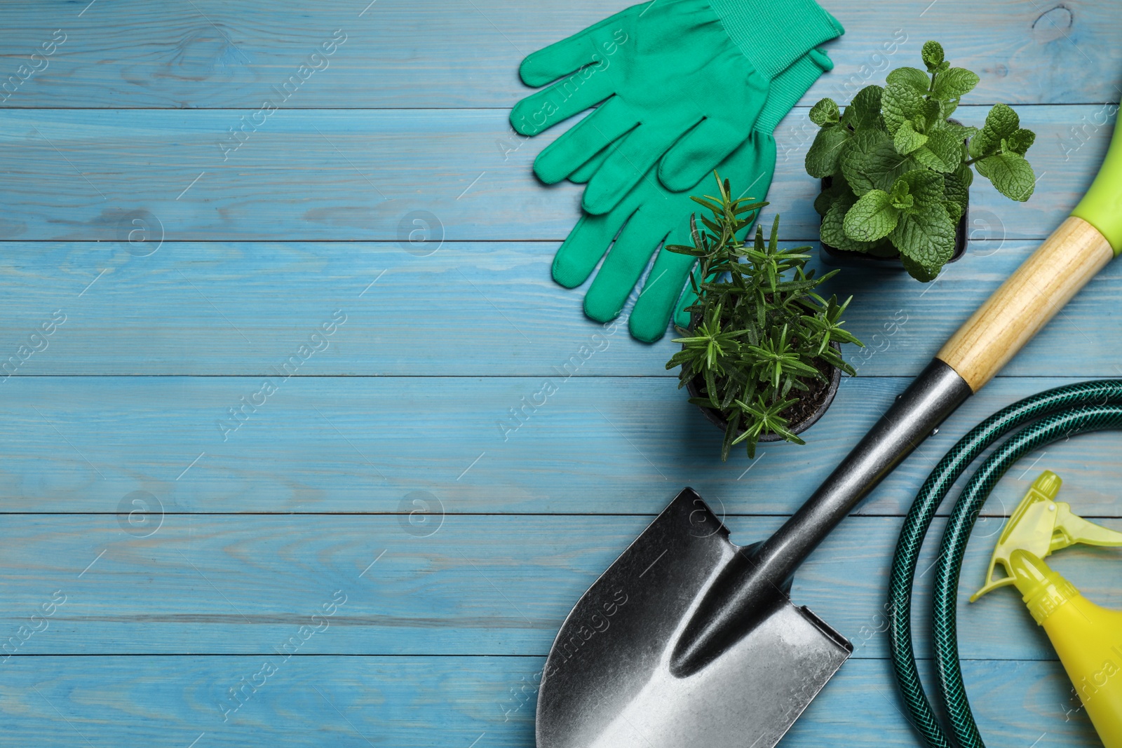 Photo of Flat lay composition with gardening tools and green plants on light blue wooden background, space for text