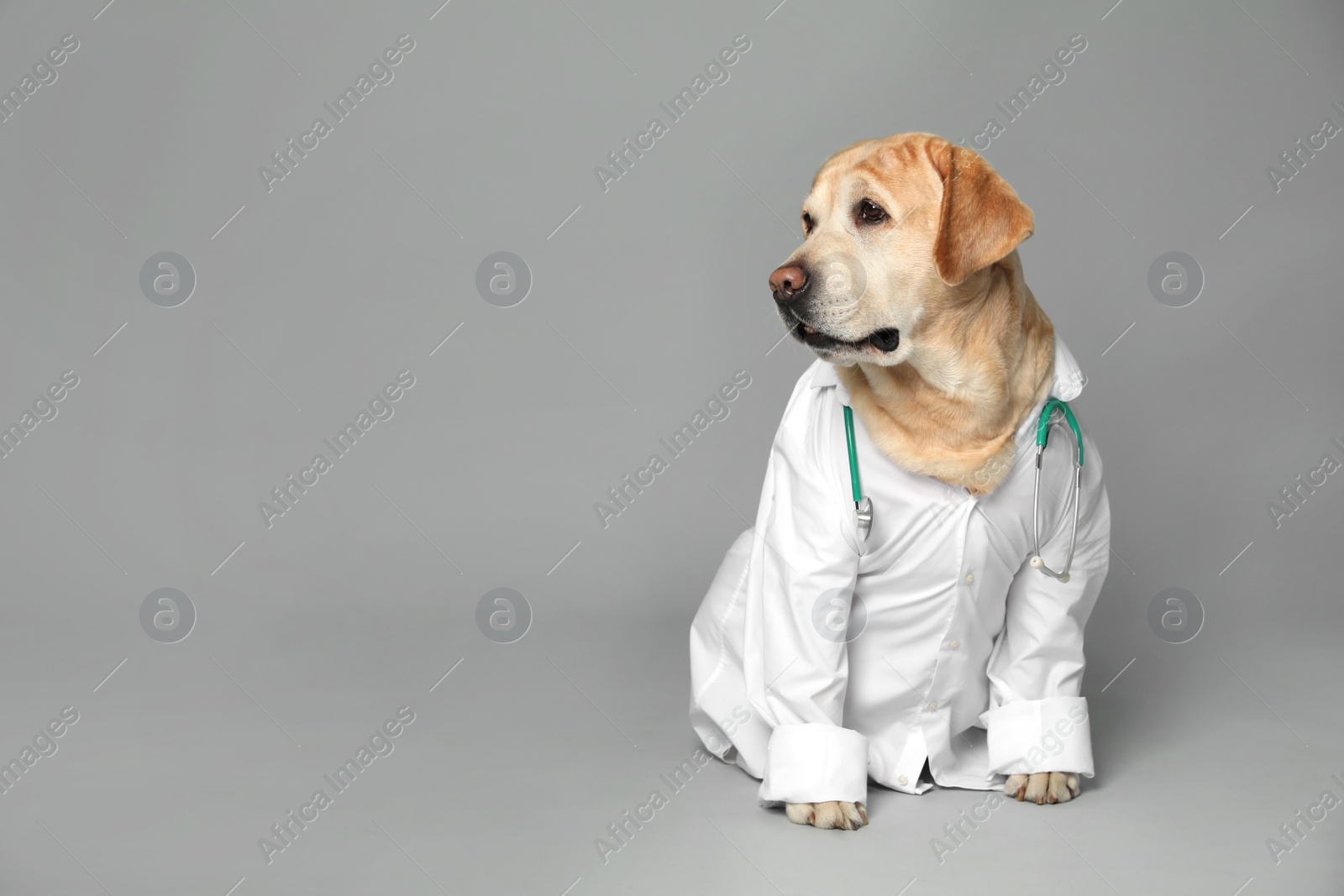 Photo of Cute Labrador dog in uniform with stethoscope as veterinarian on grey background. Space for text