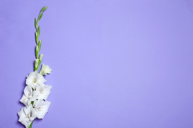 Photo of Beautiful white gladiolus flowers on violet background, top view. Space for text