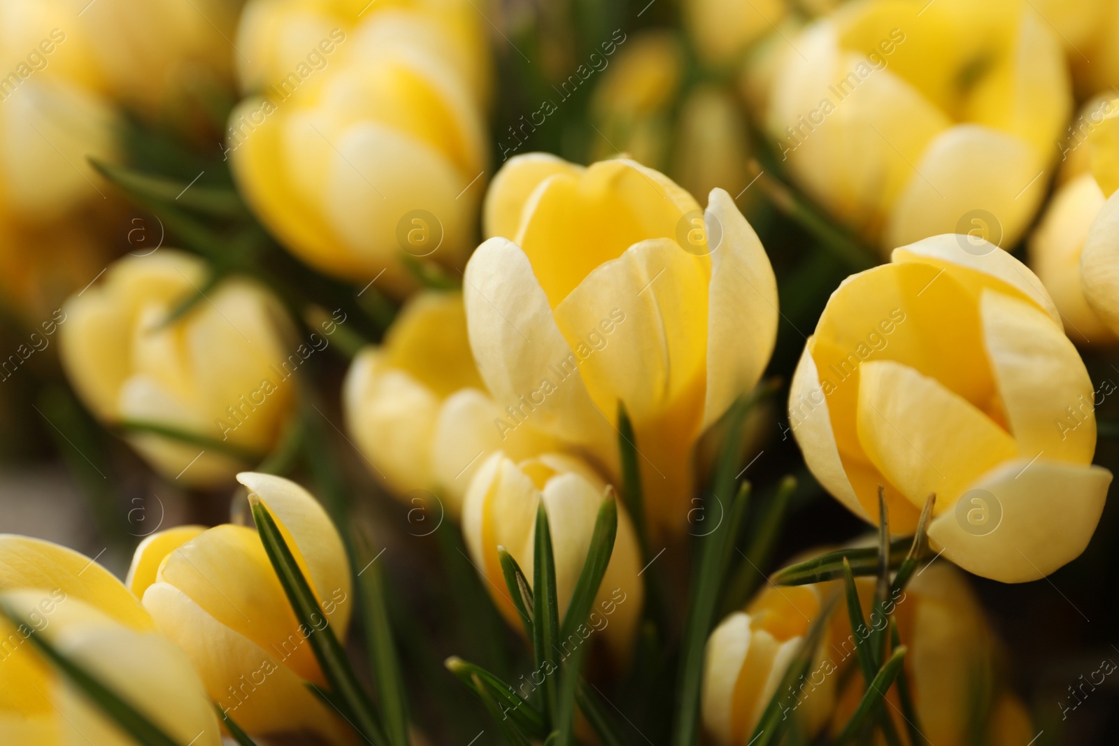 Photo of Beautiful yellow crocus flowers growing in garden, closeup