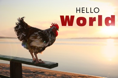Image of Hello World. Big domestic rooster on bench near river at sunrise