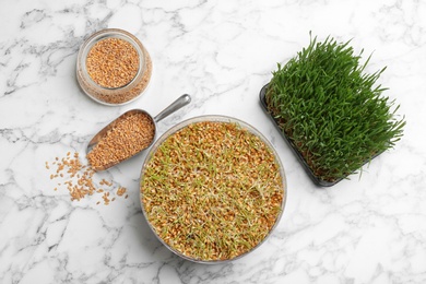 Flat lay composition with growing wheat grass on table