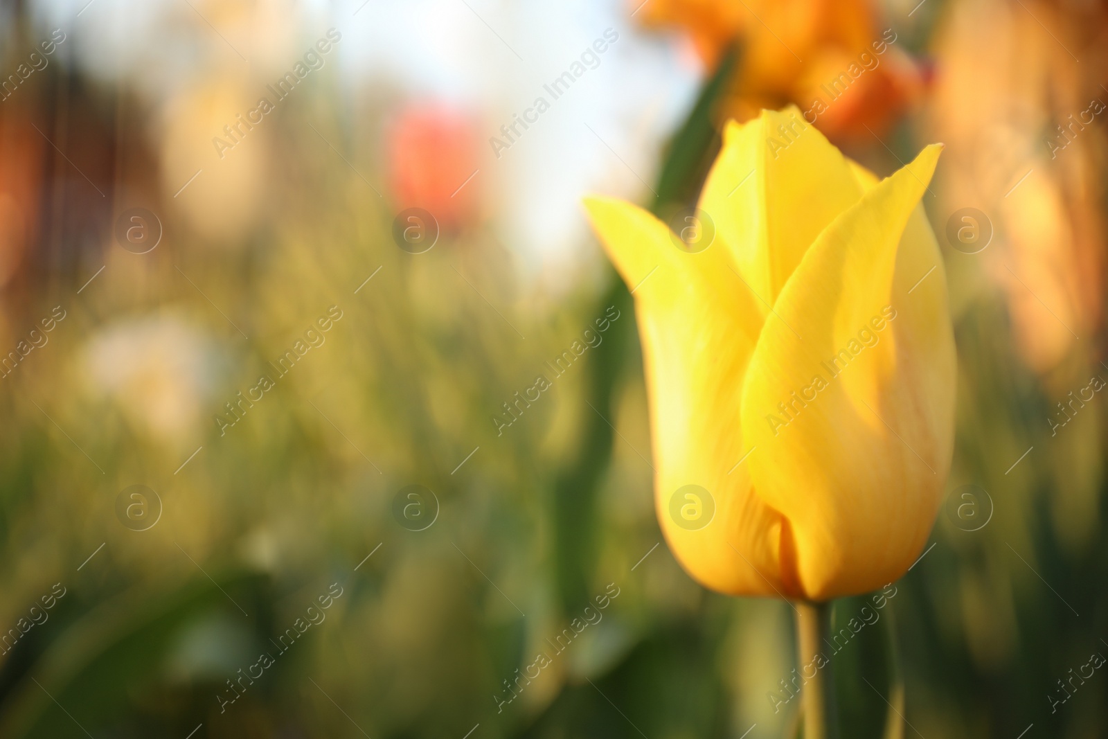 Photo of Beautiful blossoming yellow tulip outdoors on sunny spring day