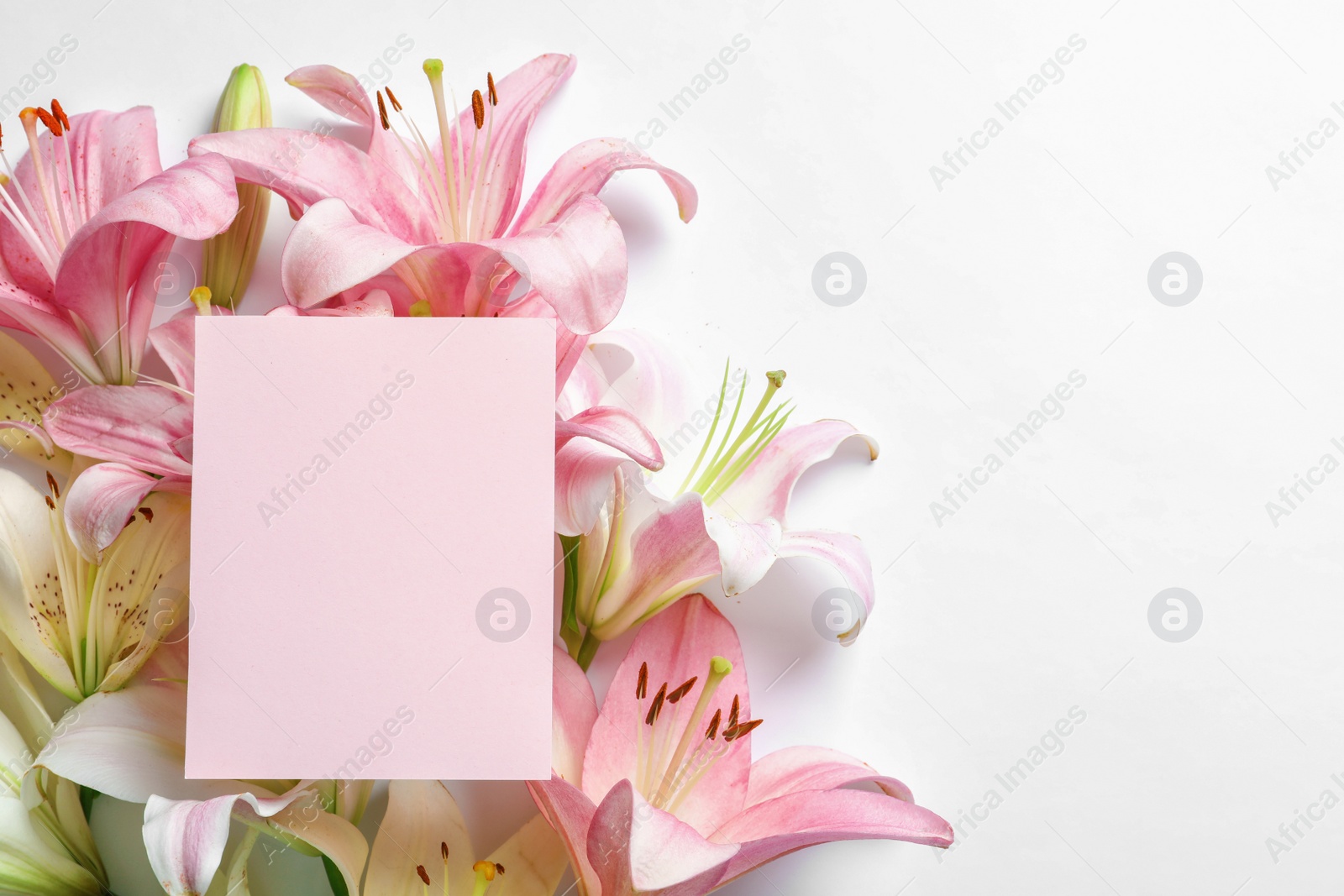 Photo of Composition with beautiful blooming lily flowers and card on white background