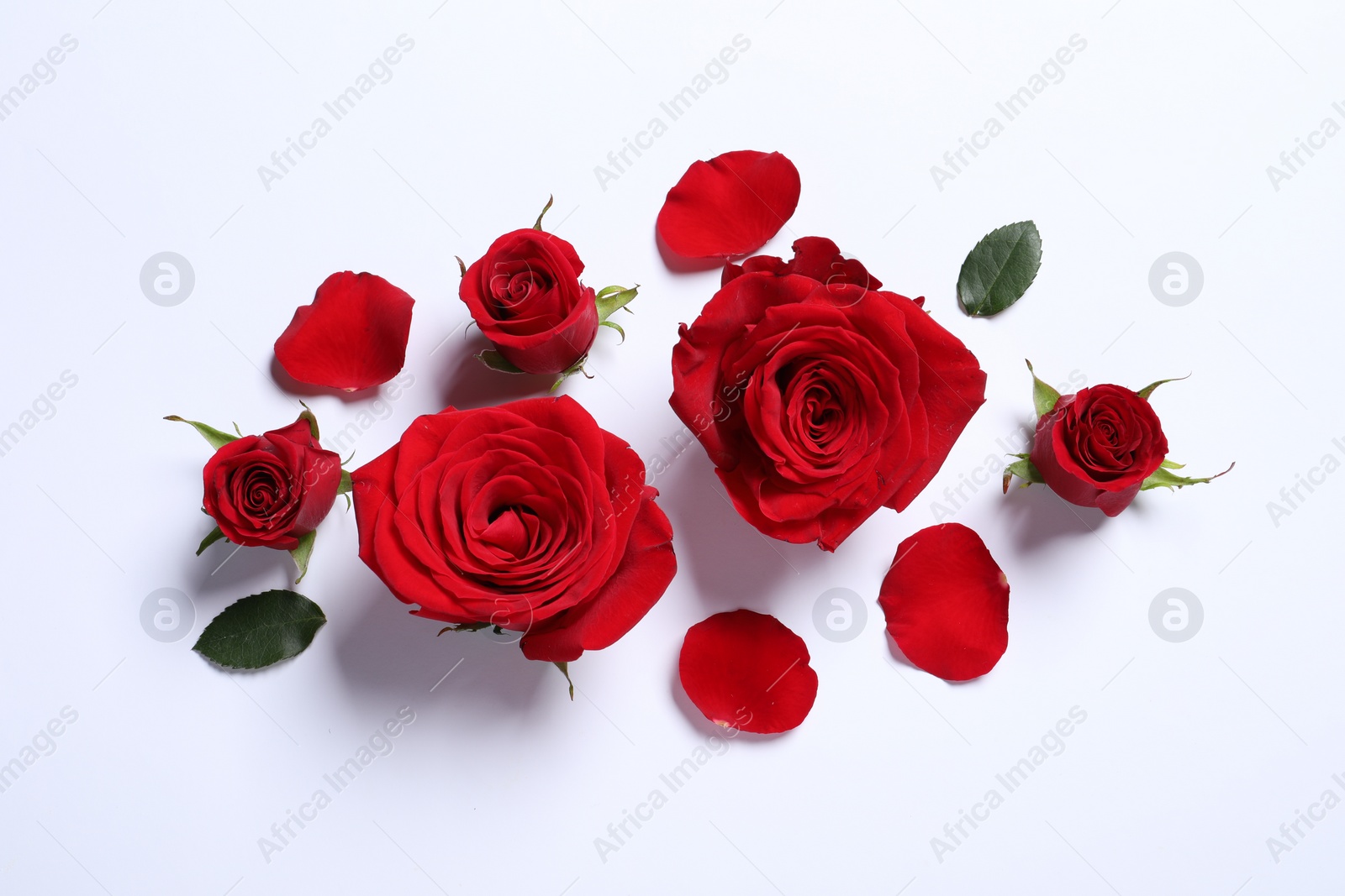 Photo of Beautiful red roses and petals on white background, flat lay