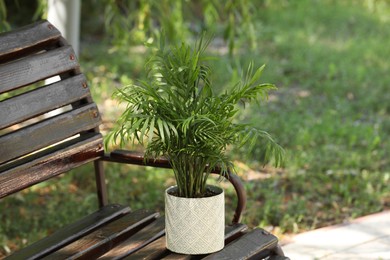 Photo of Beautiful potted chamaedorea palm on bench outdoors, space for text