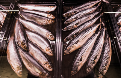 Different types of fresh fish in supermarket, closeup