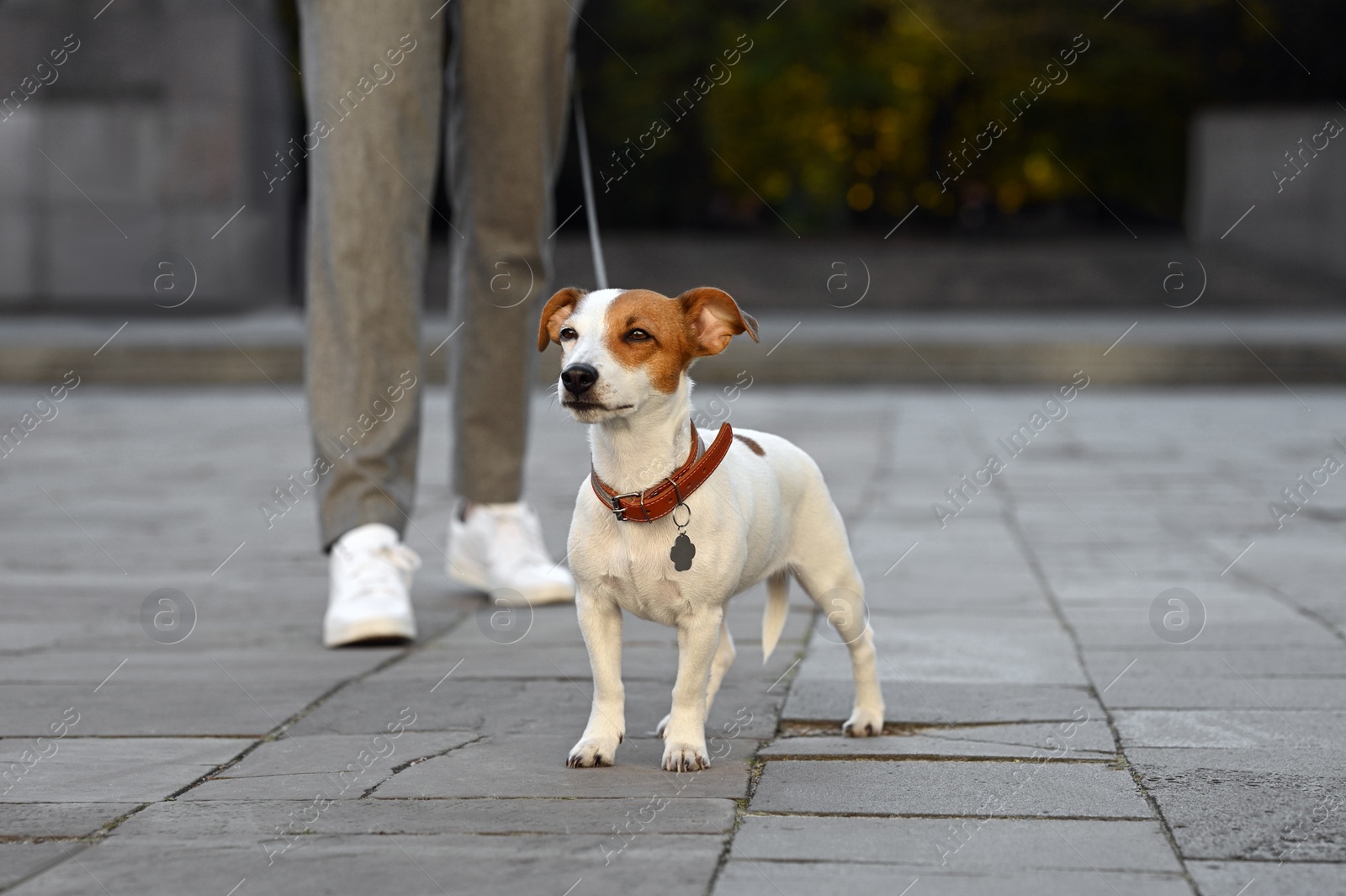 Photo of Man with adorable Jack Russell Terrier on city street, closeup. Dog walking