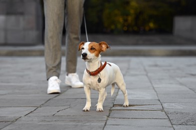 Man with adorable Jack Russell Terrier on city street, closeup. Dog walking