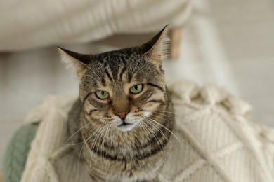 Photo of Cute tabby cat on knitted plaid indoors, above view