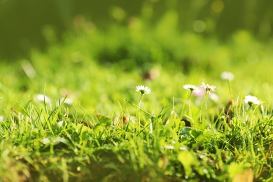 Beautiful flowers growing on green meadow in summer