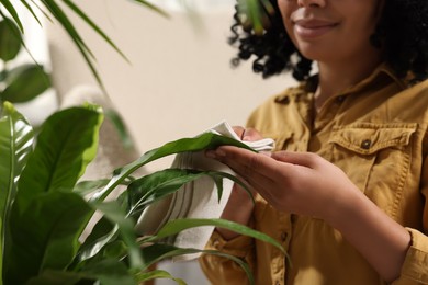 Photo of Woman wiping beautiful houseplant leaves indoors, closeup