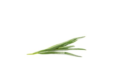 One sprig of fresh tarragon on white background