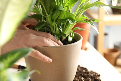 Photo of Woman transplanting home plant into new pot at table, closeup