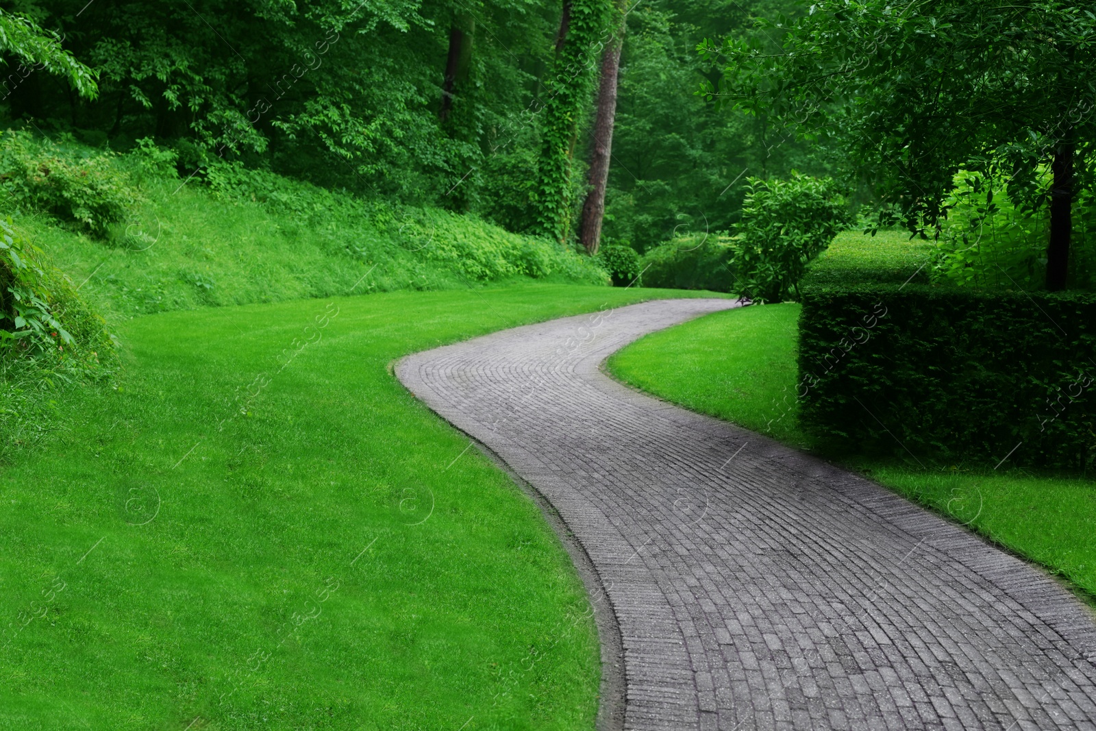 Photo of Beautiful green park with paved pathway. Landscape design