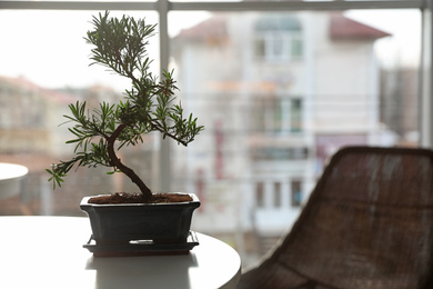 Photo of Japanese bonsai plant on light table indoors, space for text. Creating zen atmosphere at home