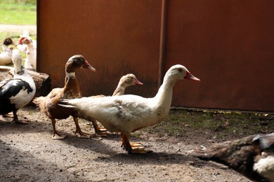 Flock of beautiful domesticated ducks in farmyard