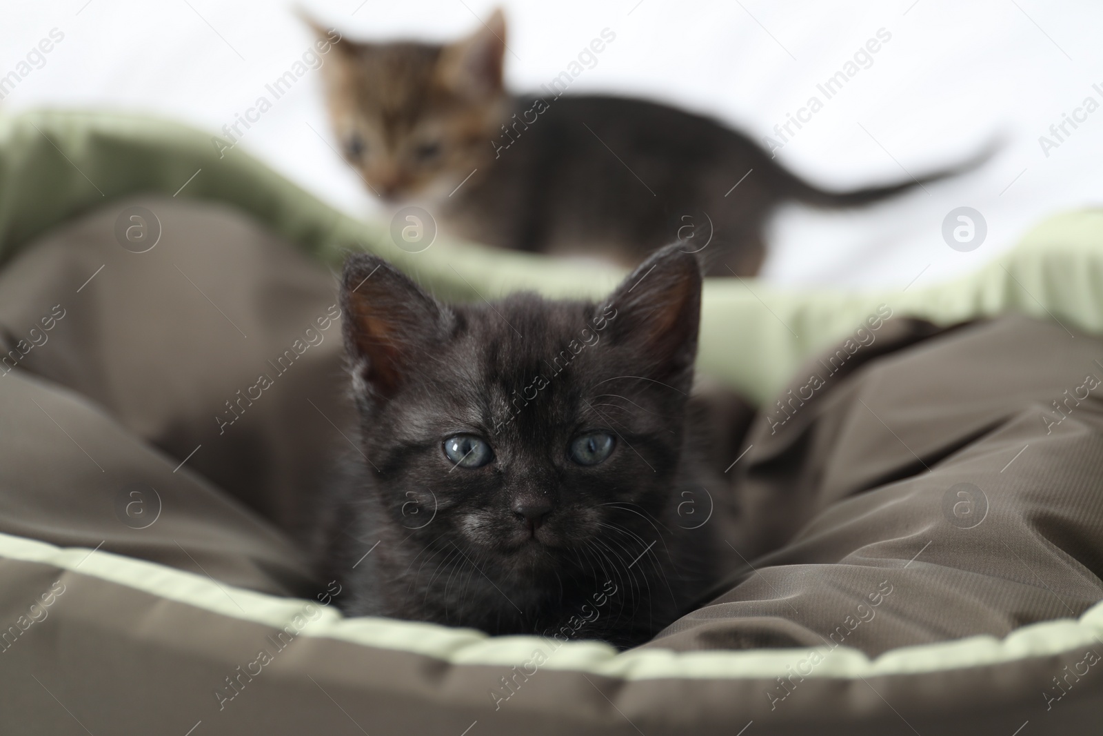 Photo of Cute fluffy kitten on pet bed indoors. Baby animal