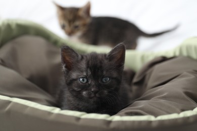 Cute fluffy kitten on pet bed indoors. Baby animal