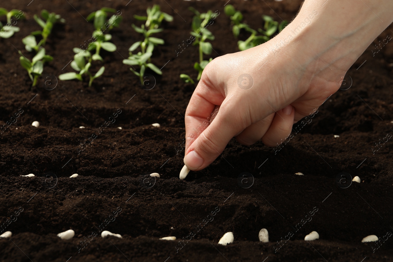 Photo of Woman planting beans into fertile soil, closeup. Vegetable seeds