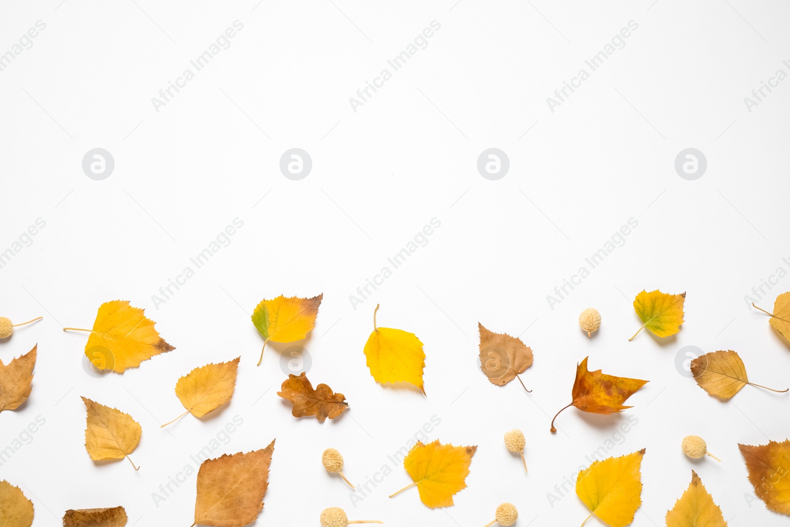 Photo of Flat lay composition with autumn leaves and space for text on white background