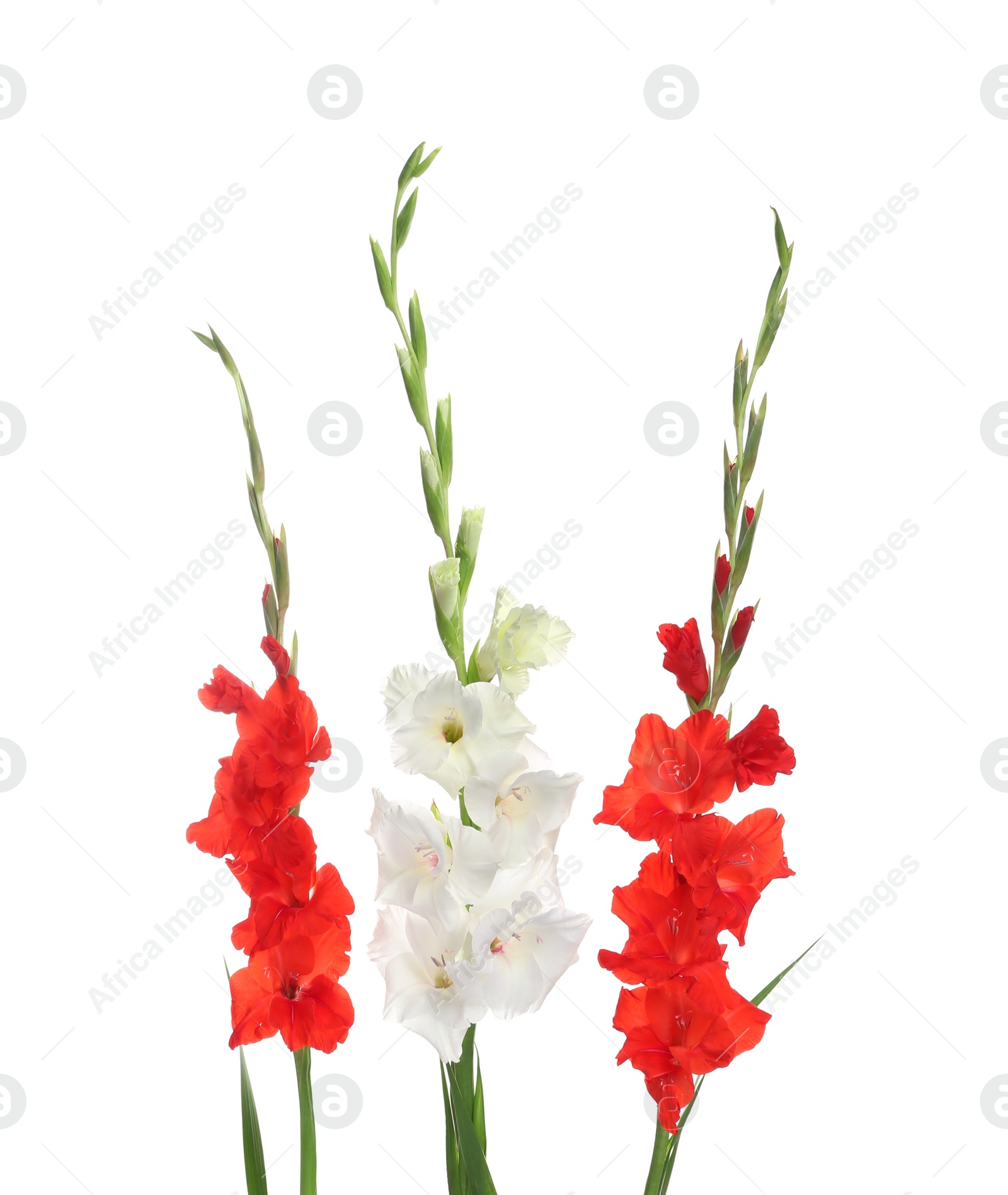 Photo of Beautiful color gladiolus flowers on white background