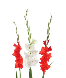 Photo of Beautiful color gladiolus flowers on white background
