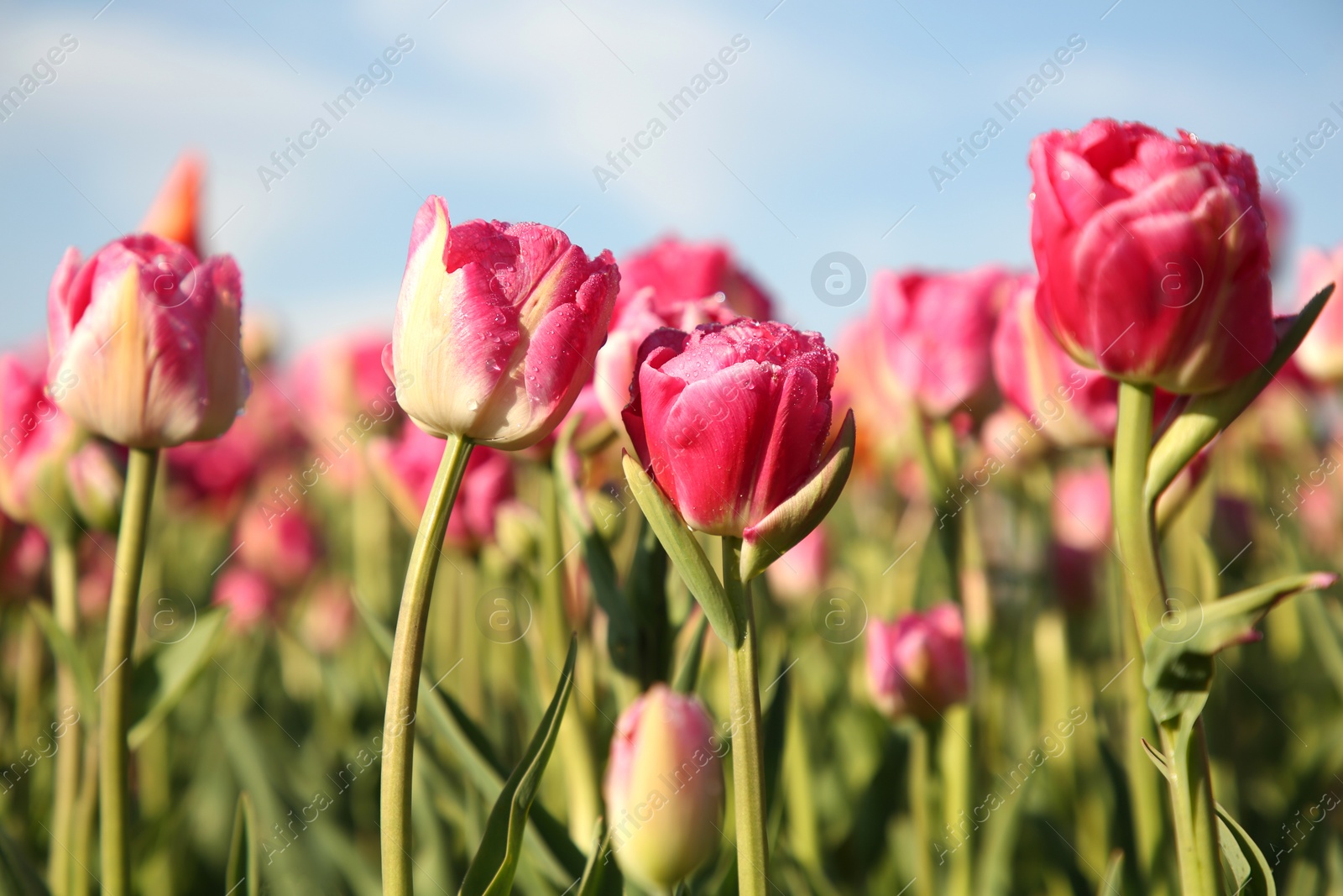 Photo of Beautiful pink tulip flowers growing in field on sunny day, closeup