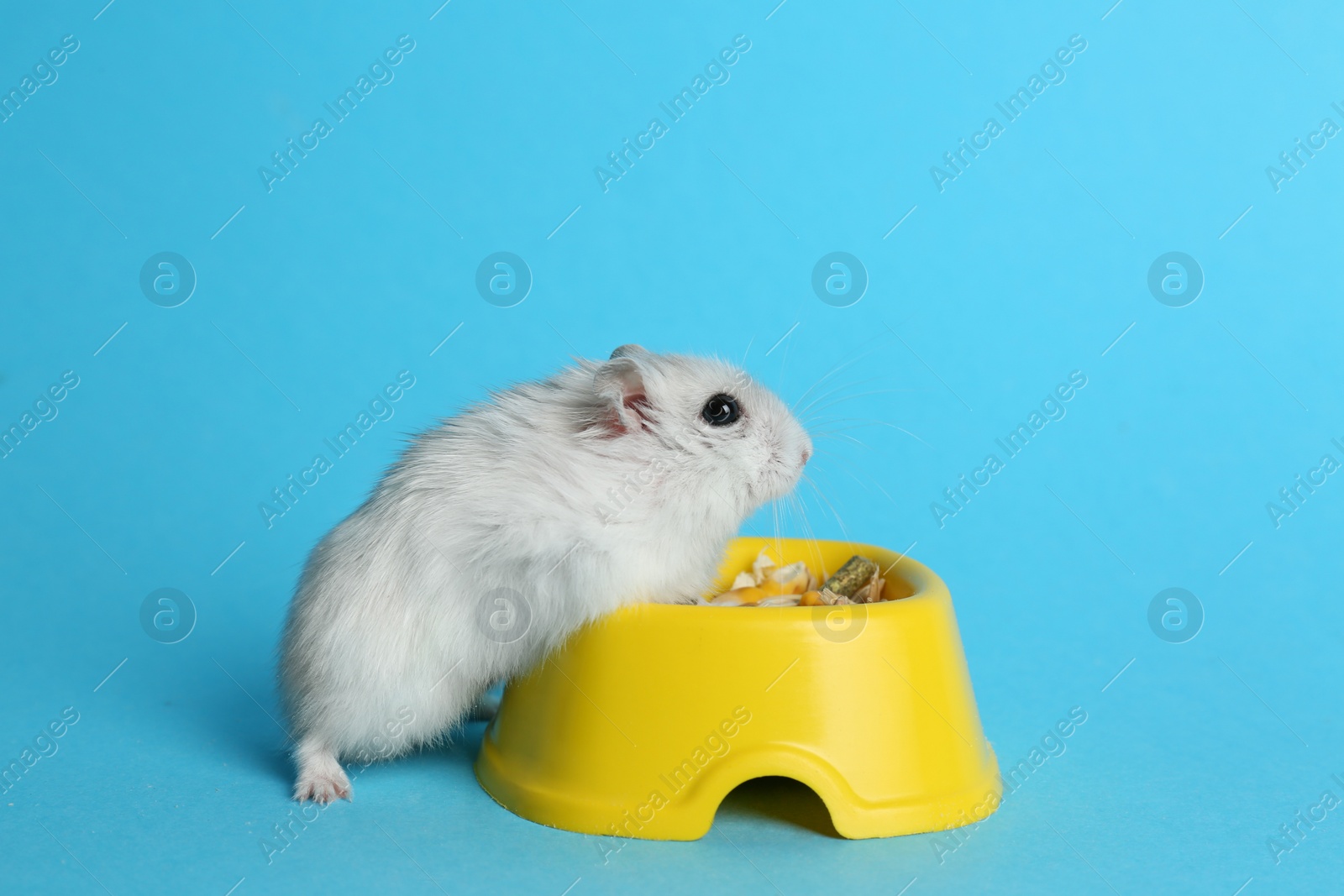 Photo of Cute funny pearl hamster near feeding bowl on light blue background