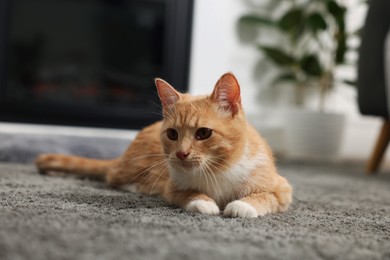 Cute ginger cat lying on grey carpet at home