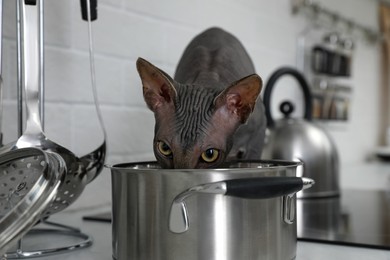 Photo of Sphynx cat near pot on kitchen countertop at home