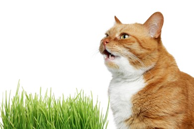 Photo of Cute ginger cat and potted green grass on white background