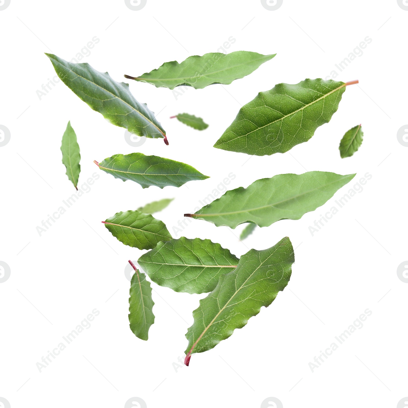 Image of Fresh bay leaves falling on white background