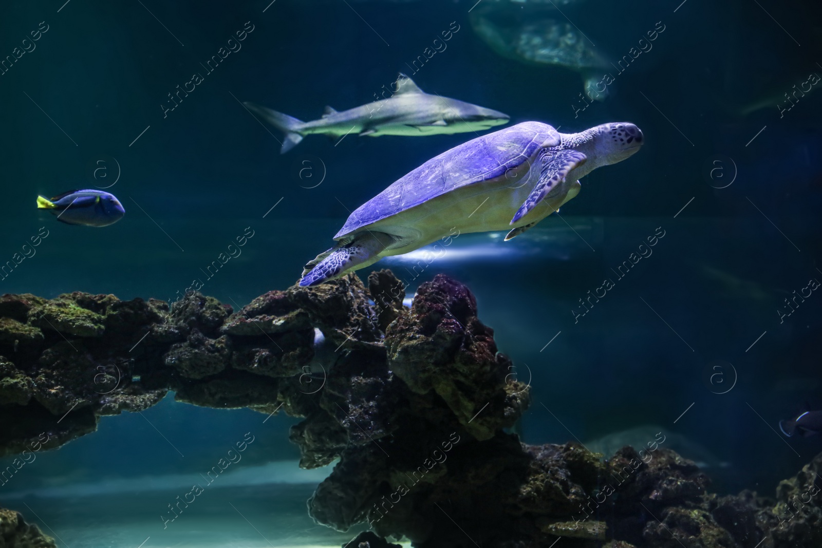 Photo of Beautiful turtle and shark swimming in clear aquarium water