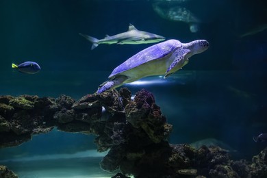 Beautiful turtle and shark swimming in clear aquarium water