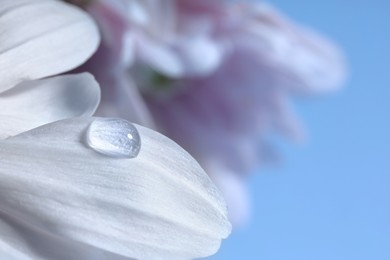 Macro photo of flower with water drop against light blue background