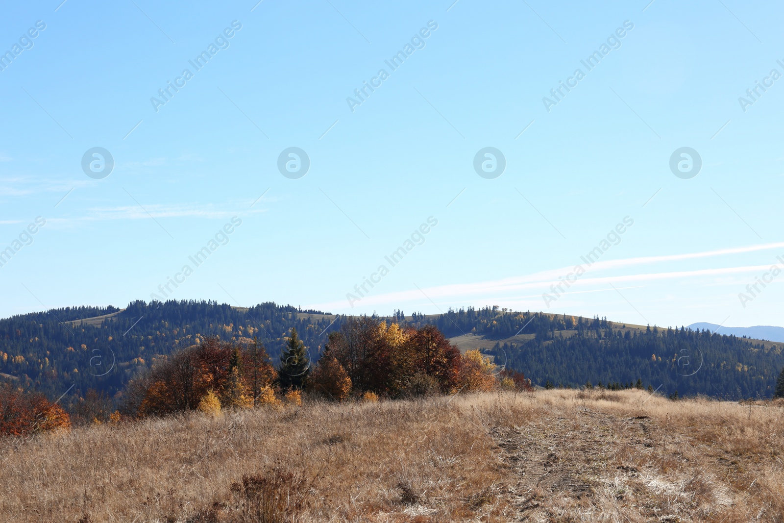 Photo of Picturesque landscape with beautiful forest and mountains