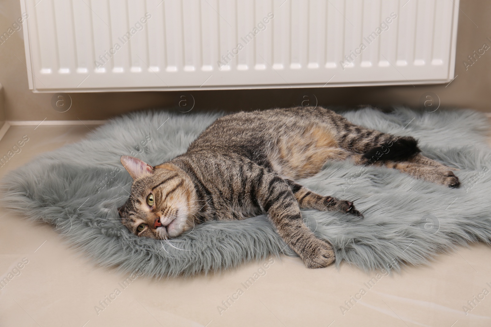 Photo of Cute tabby cat on faux fur rug near heating radiator indoors