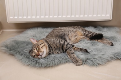 Cute tabby cat on faux fur rug near heating radiator indoors