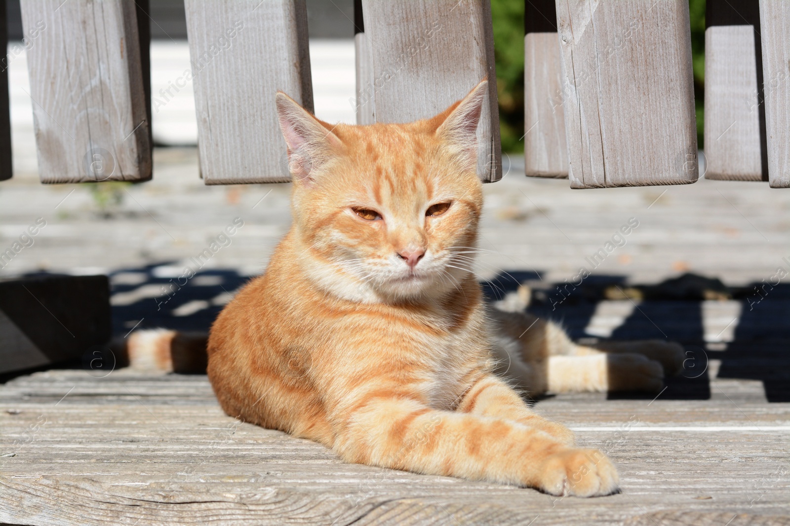 Photo of Lonely stray cat outdoors on sunny day. Homeless pet