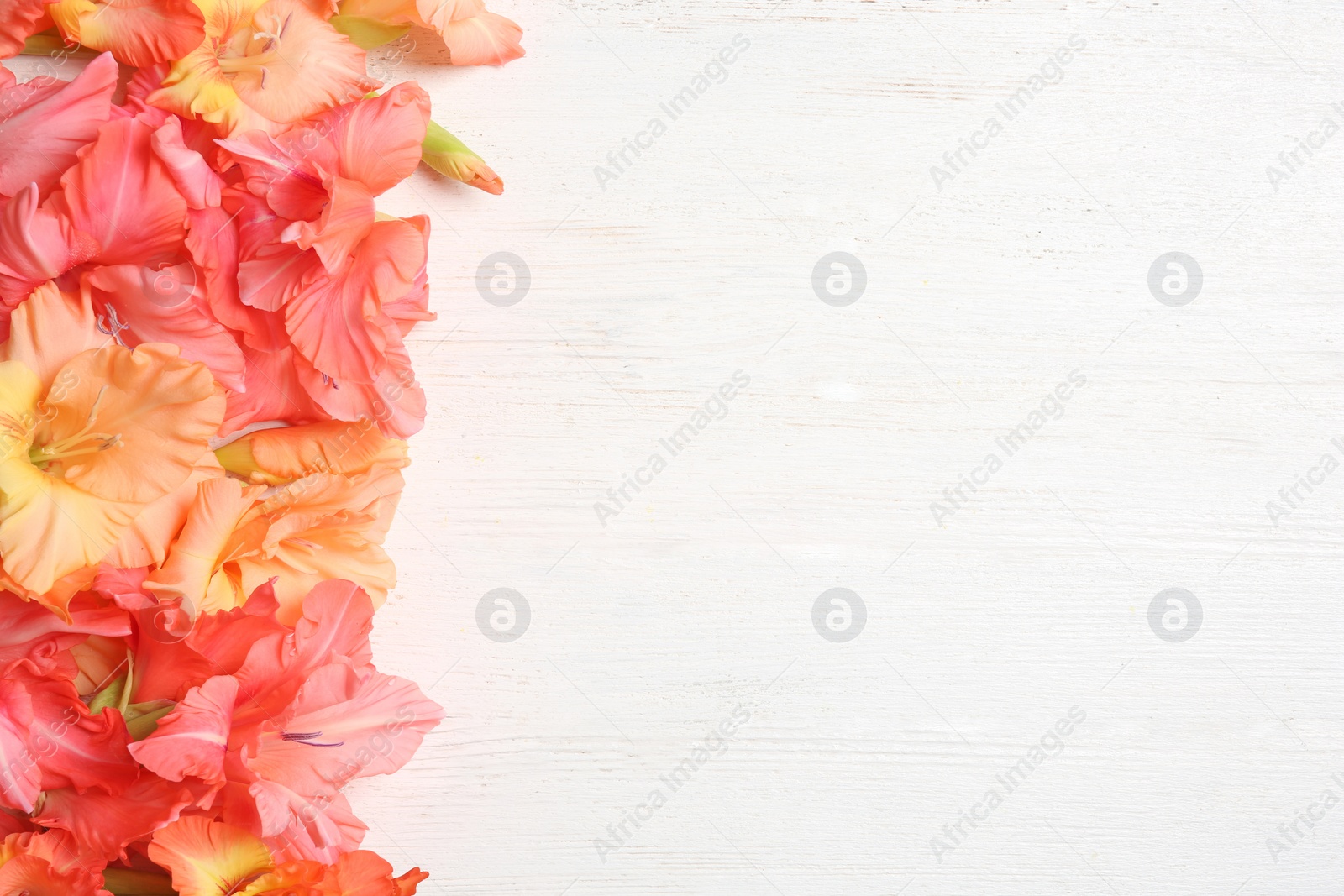 Photo of Beautiful gladiolus flowers on wooden background, top view