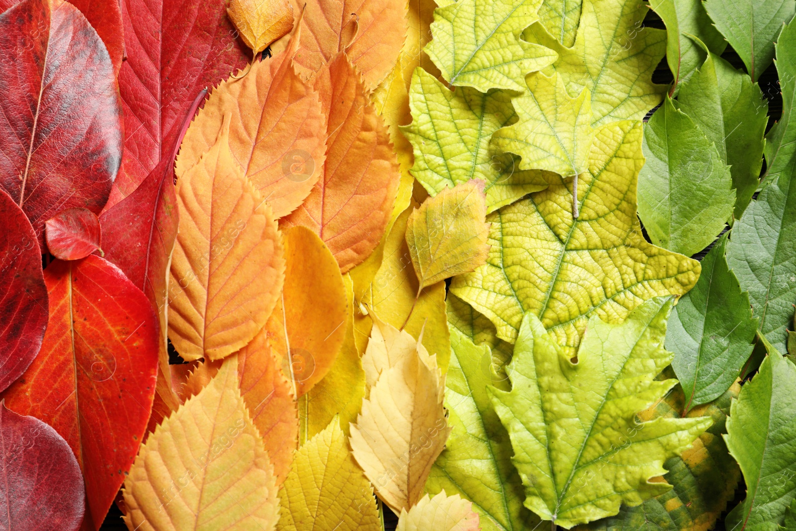 Photo of Many colorful autumn leaves as background, top view