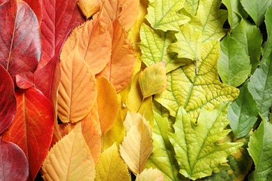 Photo of Many colorful autumn leaves as background, top view