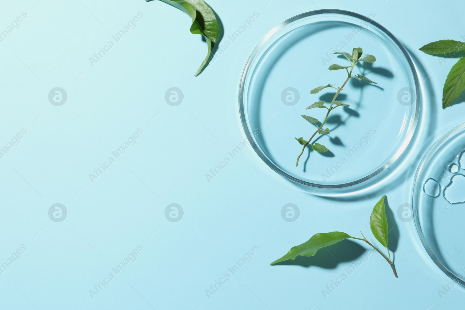 Photo of Flat lay composition with Petri dishes and plants on light blue background. Space for text