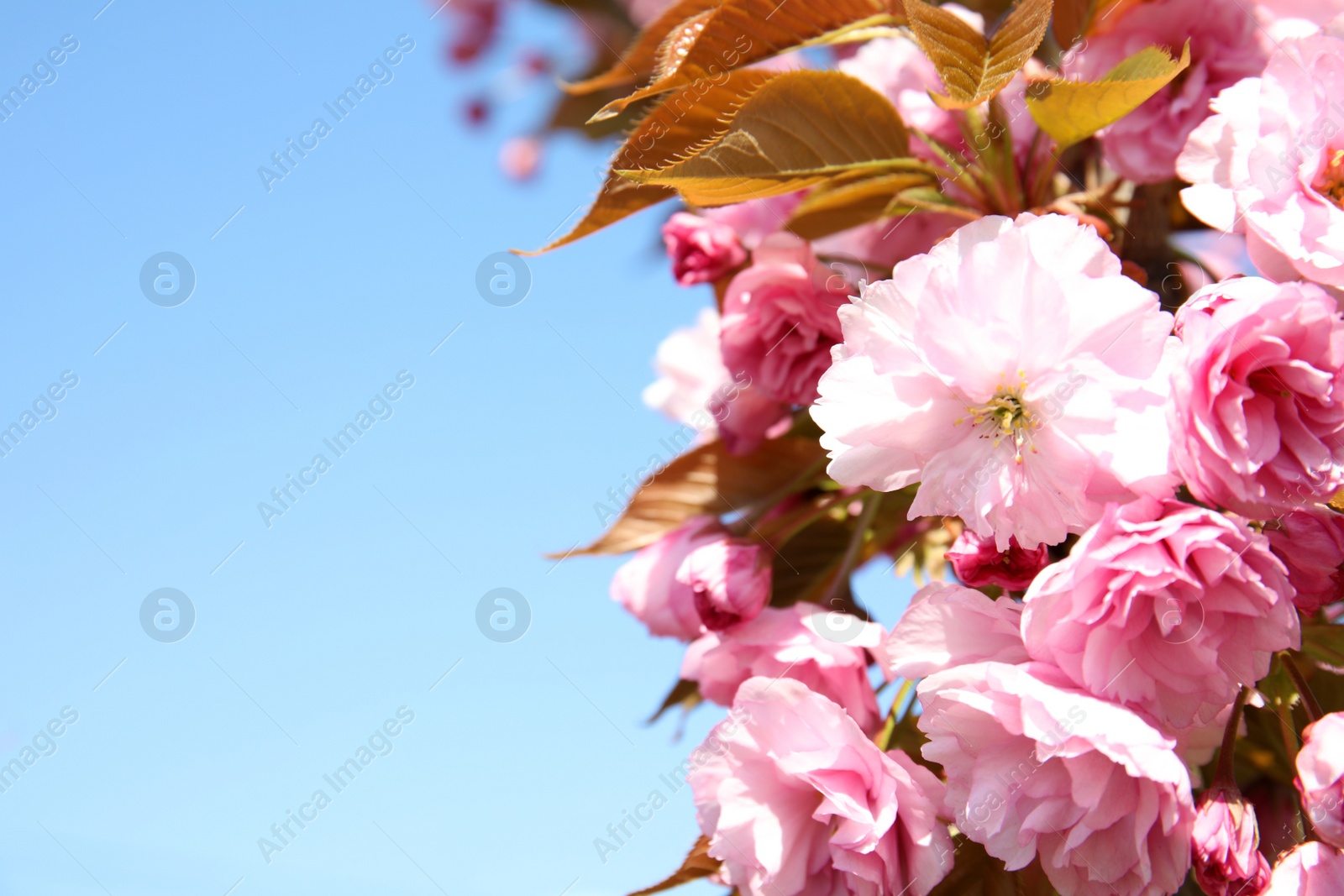 Photo of Closeup view of blooming spring tree against blue sky on sunny day. Space for text