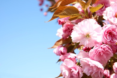 Photo of Closeup view of blooming spring tree against blue sky on sunny day. Space for text